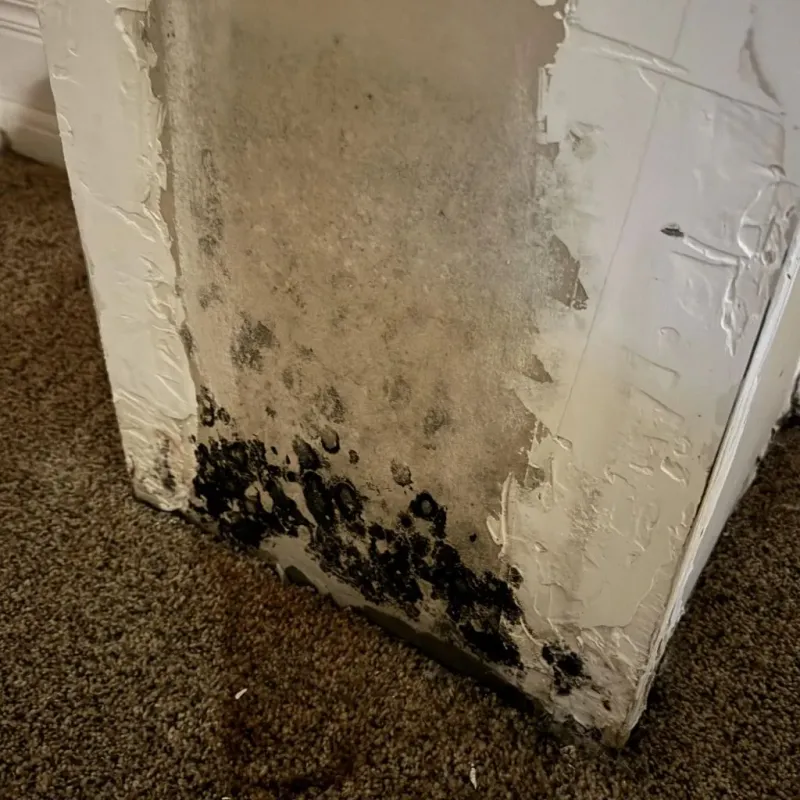 Professional Mold Removal in Red Corral, CA